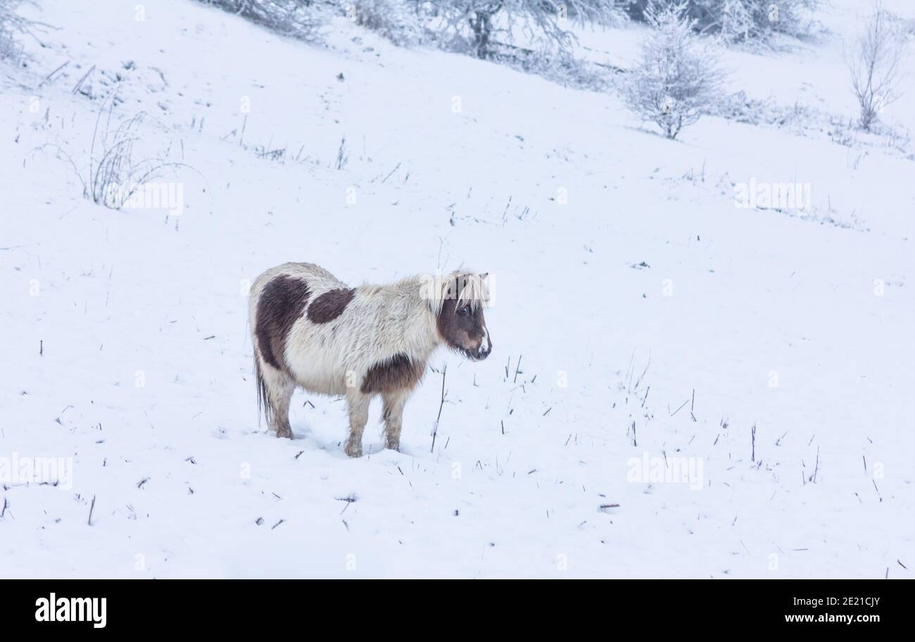 Un singolo pony Shetland nella neve d'inverno. Foto Stock