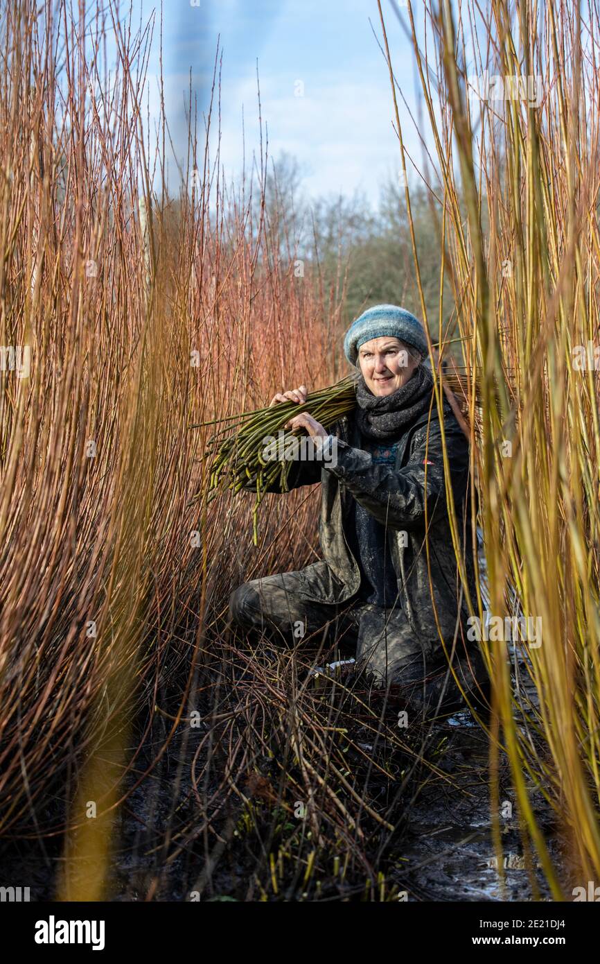 Annemarie o'Sullivan, basket-maker con sede a East Sussex, con la sua squadra di raccolta willow alla periferia del villaggio di Horam per la fabbricazione di cestini, Inghilterra. Foto Stock