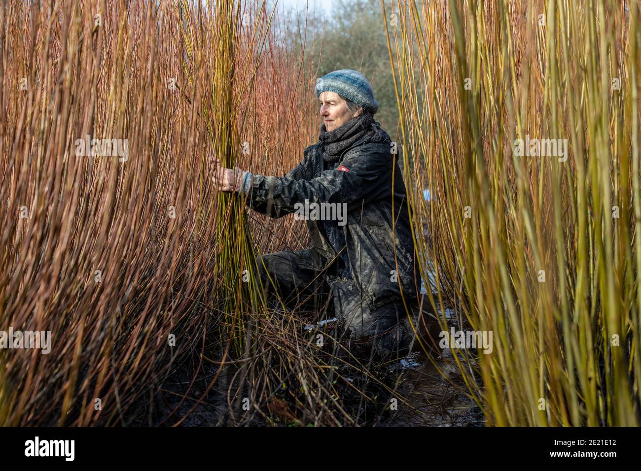 Annemarie o'Sullivan, basket-maker con sede a East Sussex, con la sua squadra di raccolta willow alla periferia del villaggio di Horam per la fabbricazione di cestini, Inghilterra. Foto Stock