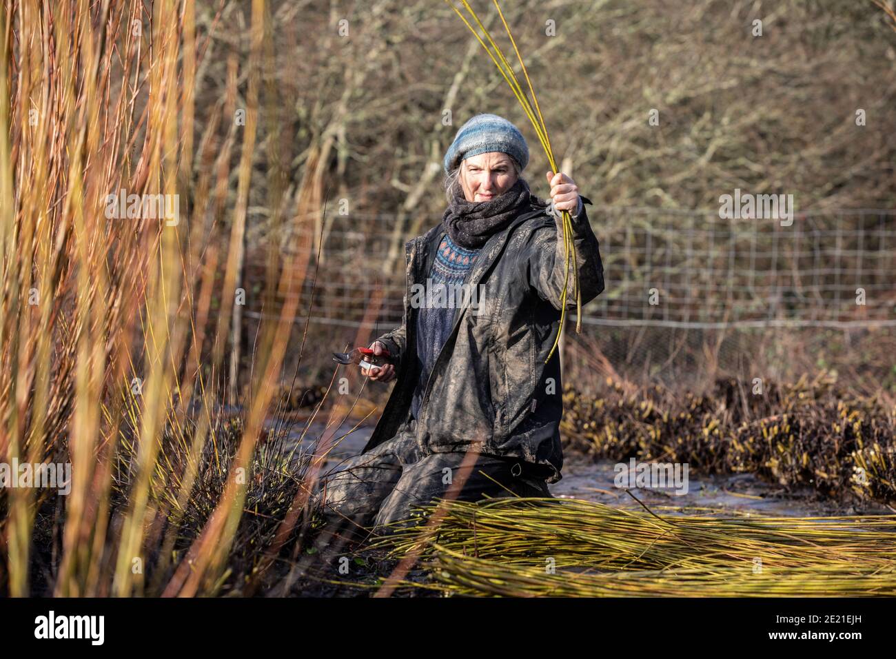 Annemarie o'Sullivan, basket-maker con sede a East Sussex, con la sua squadra di raccolta willow alla periferia del villaggio di Horam per la fabbricazione di cestini, Inghilterra. Foto Stock
