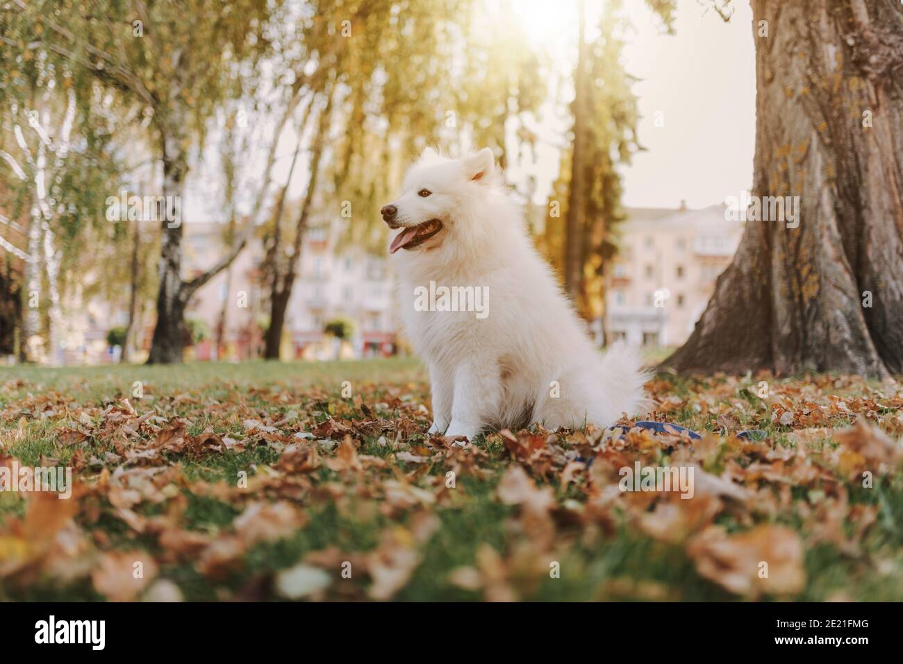 Ritratto del cane Samoiato bianco che riposa nel giallo d'autunno foresta con foglie Foto Stock