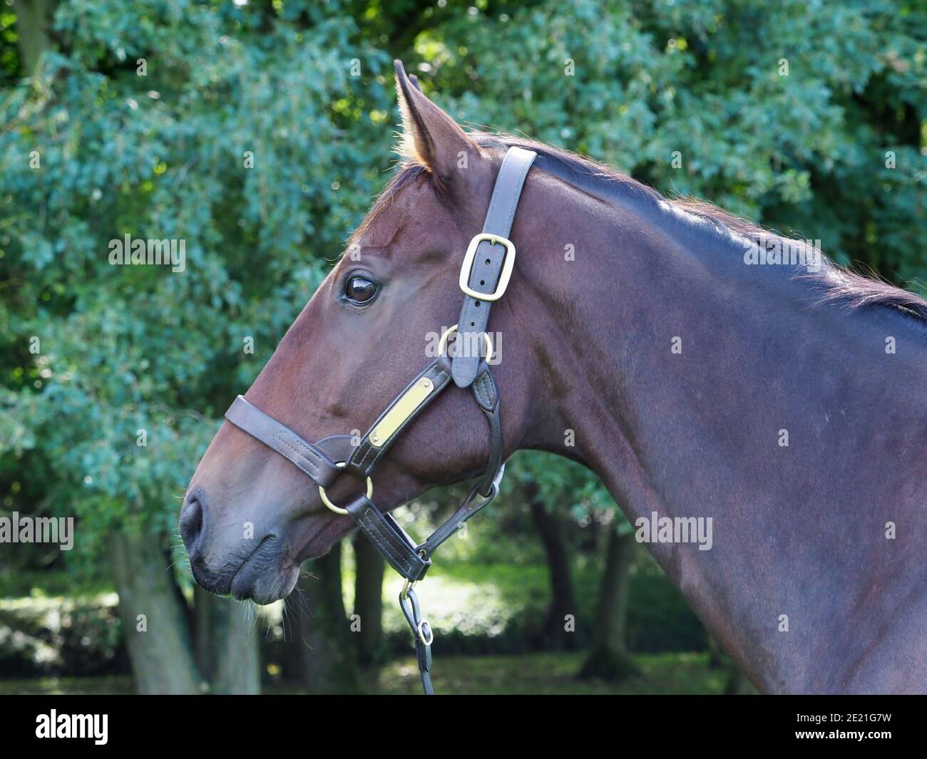 Un colpo di testa di un cavallo di purosangue in un collare di testa Foto Stock
