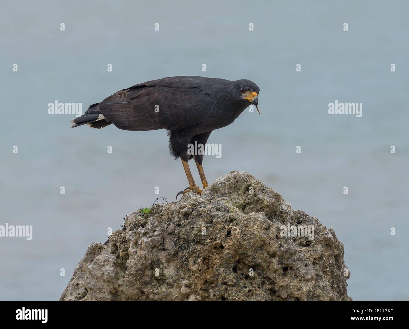 Grande falco nero, Buteogallus urubitinga, Bocas del Toro, Panama Foto Stock