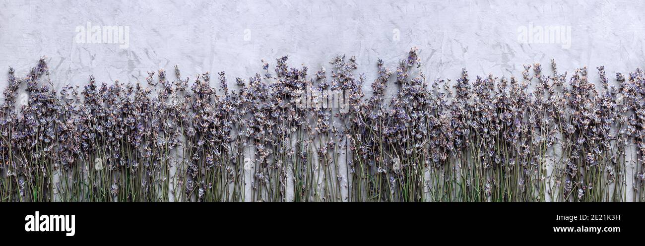 Fiori secchi di lavanda su fondo grigio di cemento. Spazio di copia. Disposizione piatta. Vista dall'alto. Banner floreale. Foto Stock