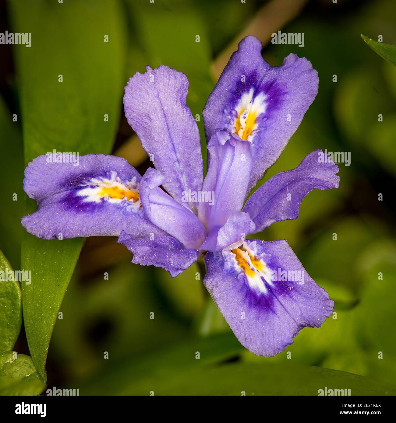 nani iris selvatico Foto Stock