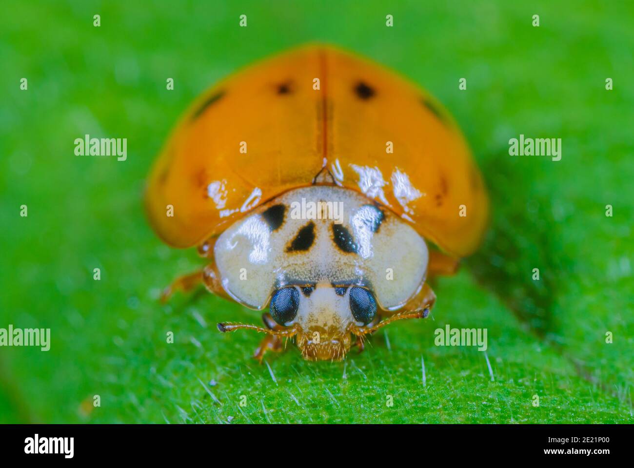 Ladybird asiatico schiusa Foto Stock