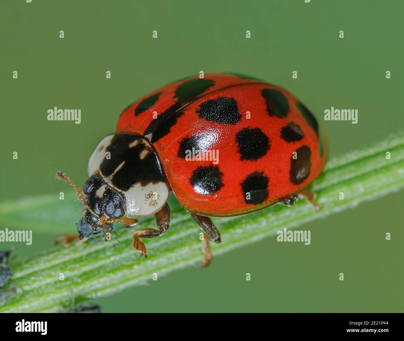 Il ladybird asiatico mangia afide Foto Stock