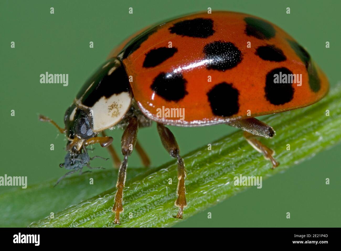Il ladybird asiatico mangia gli afidi, Asiatischer Marienkäfer frisst Blattlaus, Harlekin Marienkäfer frisst Pflanzenlaus, Harmonia axyridis frisst Schädling Foto Stock