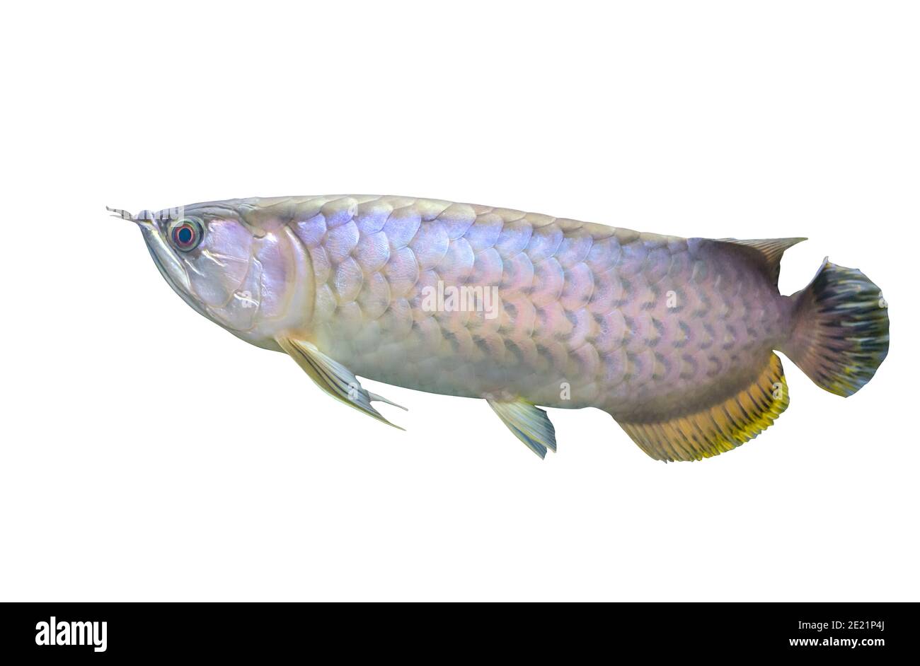 Isolato bello pesce Arowana o Asian bonytongue Arowana su sfondo bianco, oro e colori argento. Il nome della scienza è Scleropages formosus Foto Stock