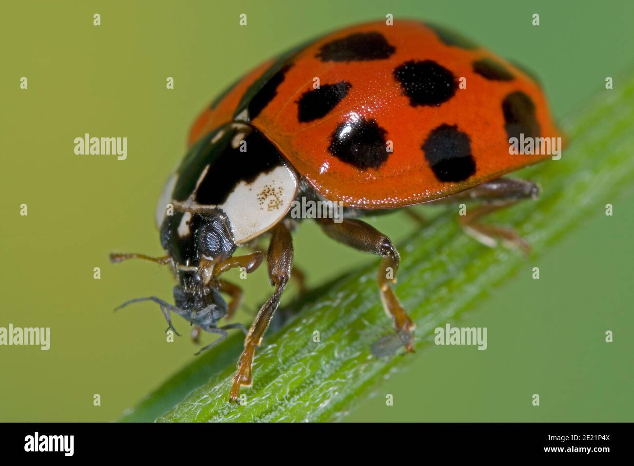 Il ladybird asiatico mangia gli afidi, Asiatischer Marienkäfer frisst Blattlaus, Harlekin Marienkäfer frisst Pflanzenlaus, Harmonia axyridis frisst Schädling Foto Stock