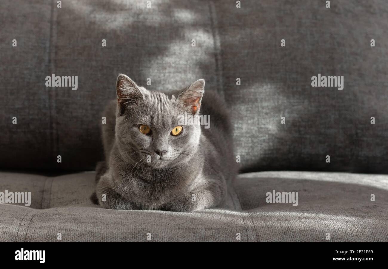 Il giovane gatto scozzese dritto si siede sul divano grigio. Gli animali rimangono a casa. Primo piano. Spazio di copia. Foto Stock