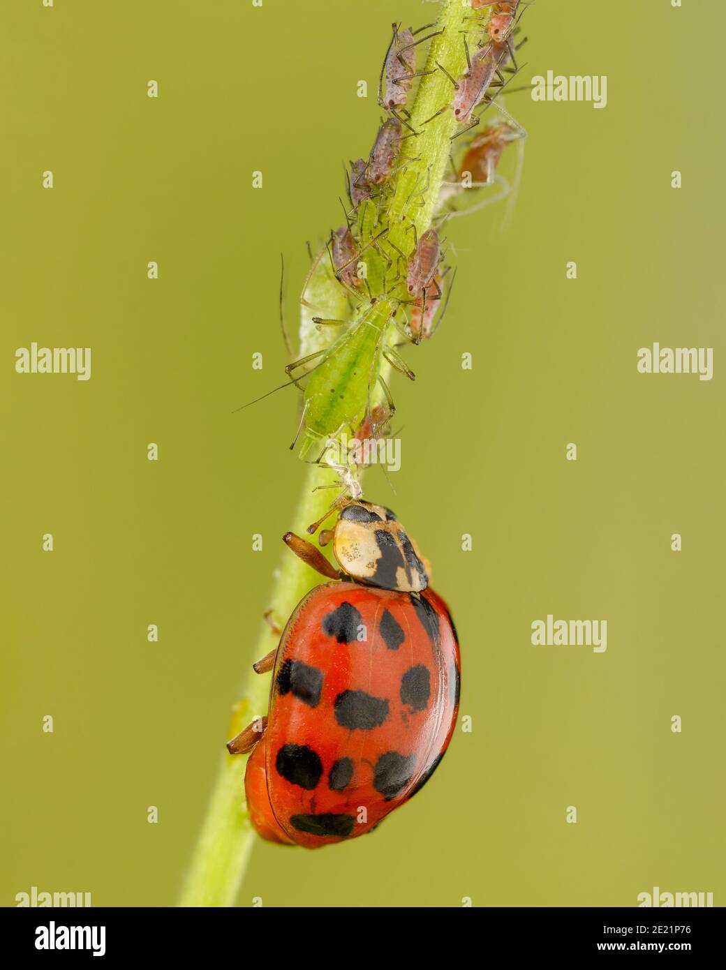 Il ladybird asiatico mangia afide Foto Stock