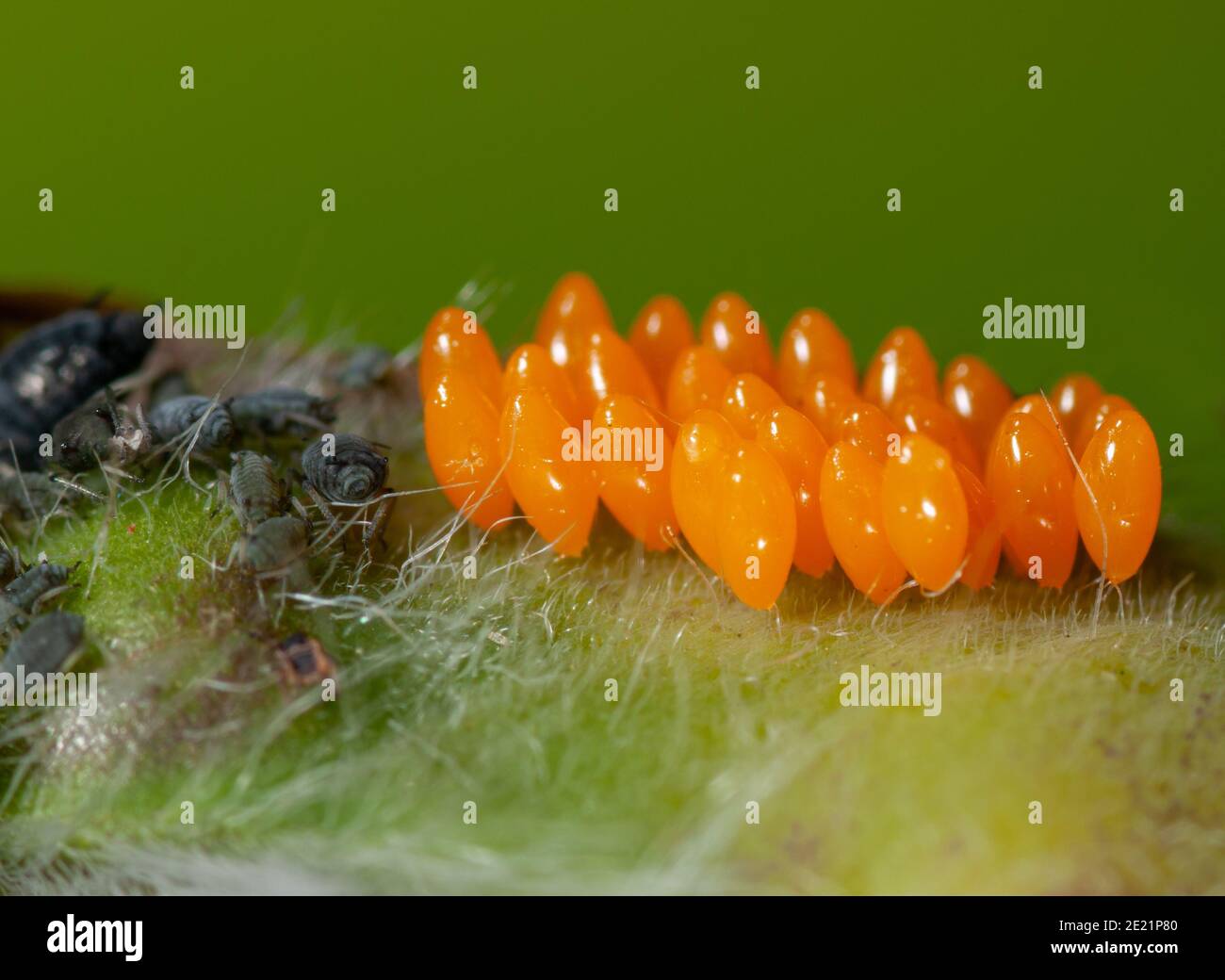 Uova di ladybird asiatiche Foto Stock