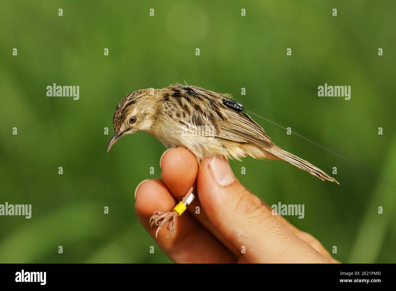 Zitting Cistica (Cistica juncidis) con anelli colorati e trasmettitore radio per progetto scientifico di bird ringing e telemetria, Andalusia, Spagna Foto Stock