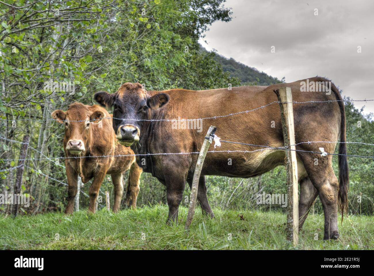 Un colpo di closeup di mucche che pascolano in un pascolo Foto Stock