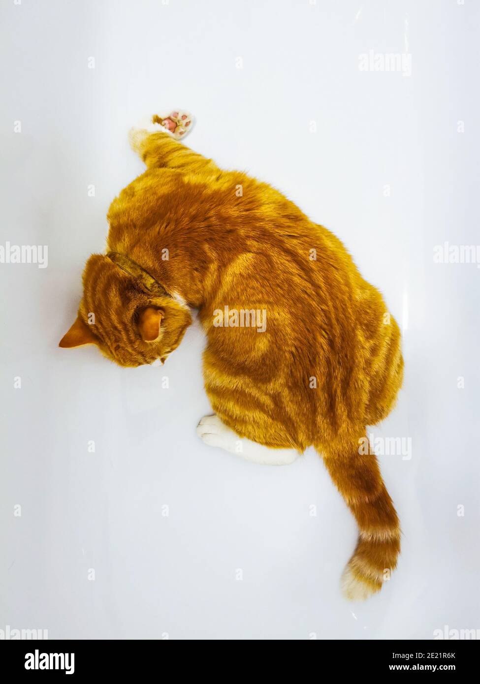 Gatto zenzero maschile rilassante in una vasca da bagno vuota Foto Stock