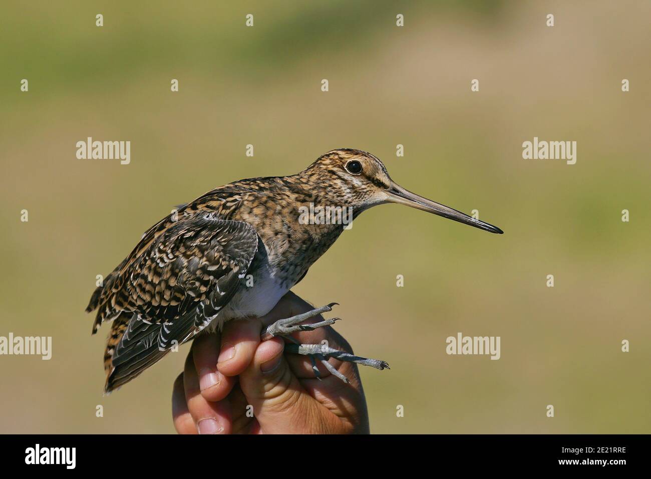 Snipe con coda di pin (Gallinago stenura) tenuto da ornitologo e suoneria per il ringing di uccelli scientifici, Mongolia Foto Stock