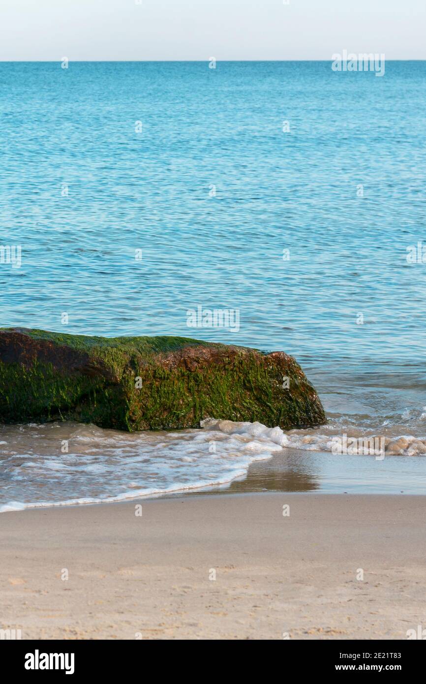 Roccia coperta di alghe verdi sulla riva del Mar Baltico. Messa a fuoco selettiva. Foto Stock