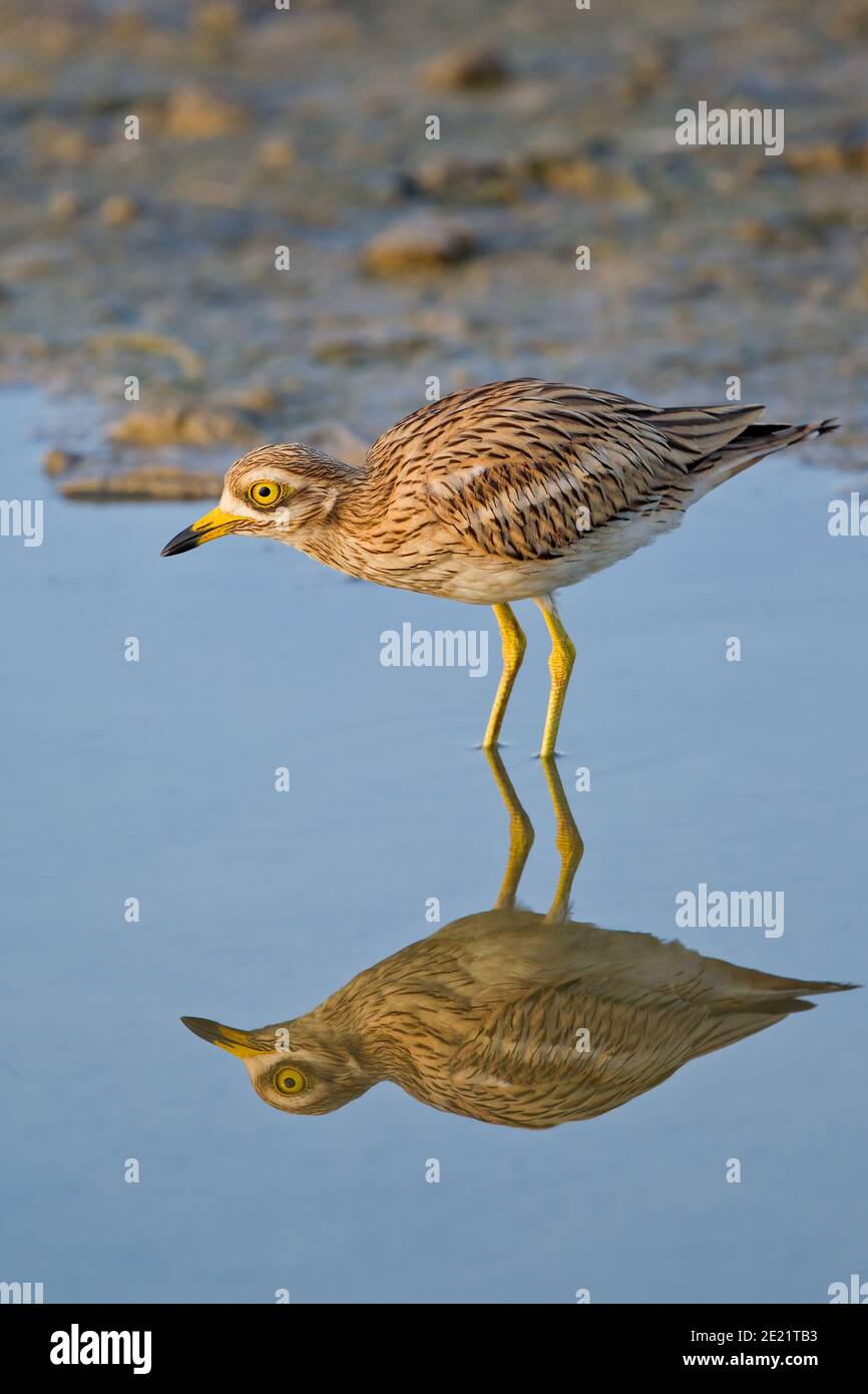 Eurasian Stone-curlew (Burhinus oedicnemus) adulto in piedi in stagno con riflesso d'acqua, Mallorca, Spagna Foto Stock