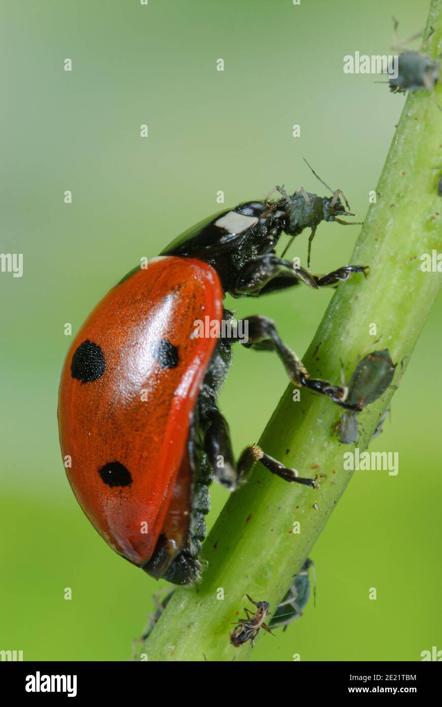 Ladybird mangia gli afidi, Marienkäfer frisst Blattlaus, Siebenpunkt Marienkäfer tötet Blattlaus, Käfer frisst Schädling Foto Stock