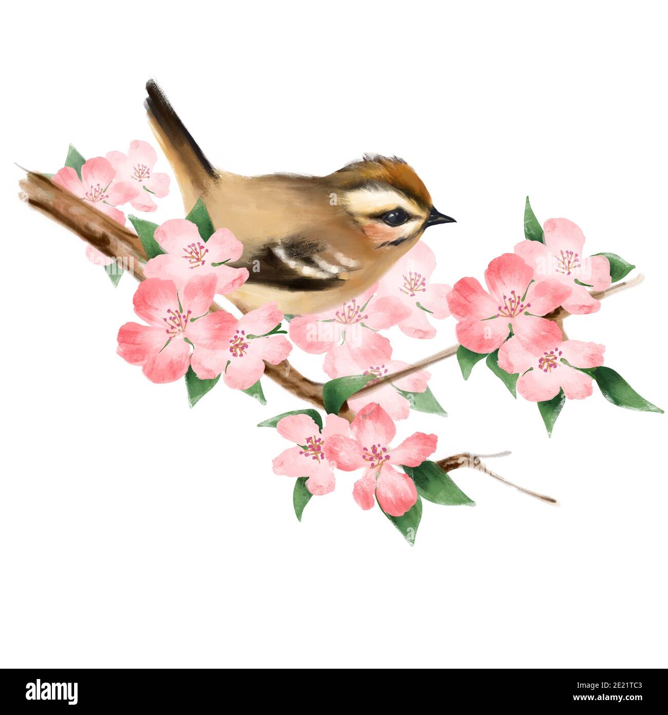 Uccello sul ramo. Fiori rosa Foto Stock