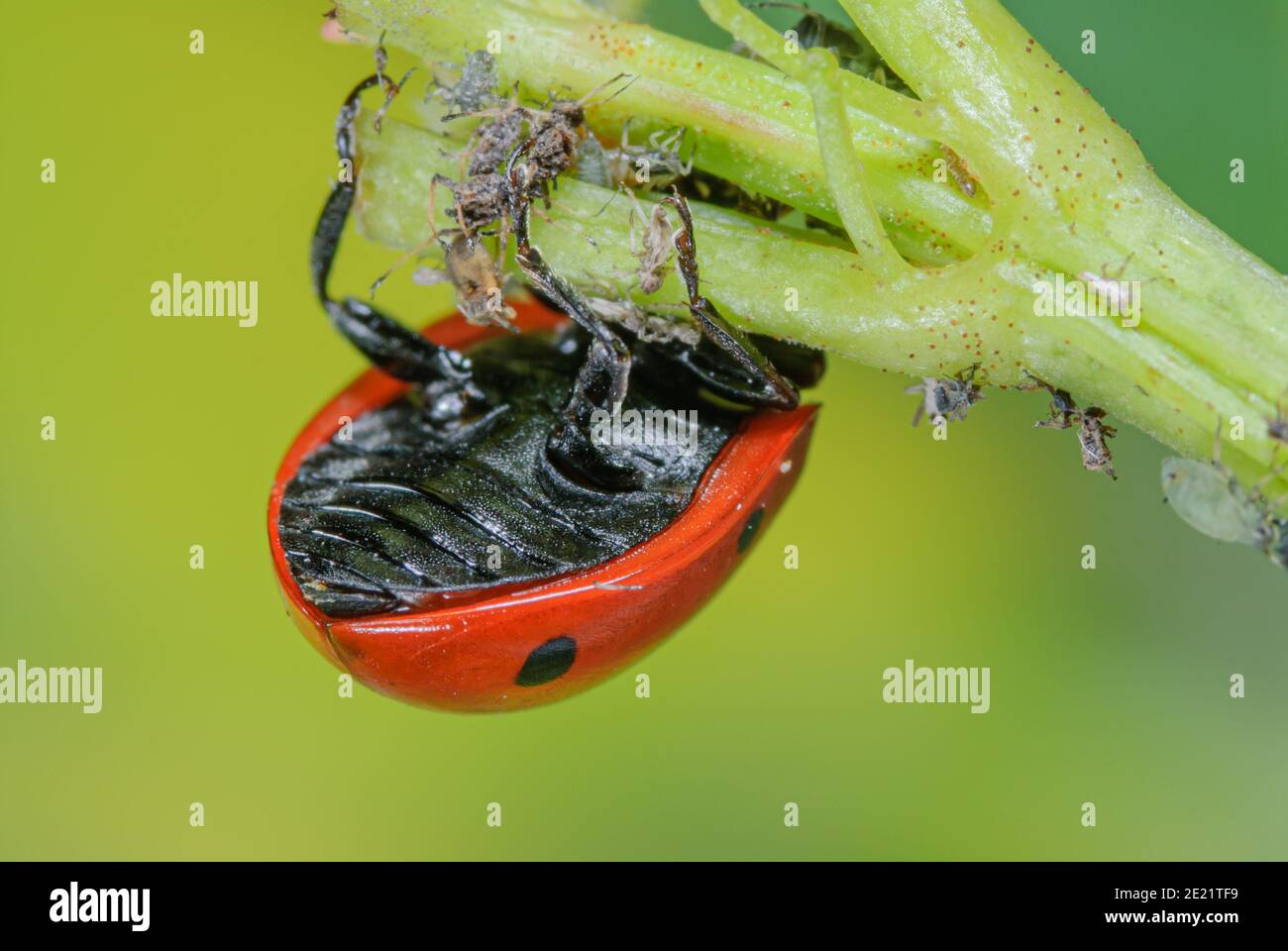 Ladybird mangia afide Foto Stock