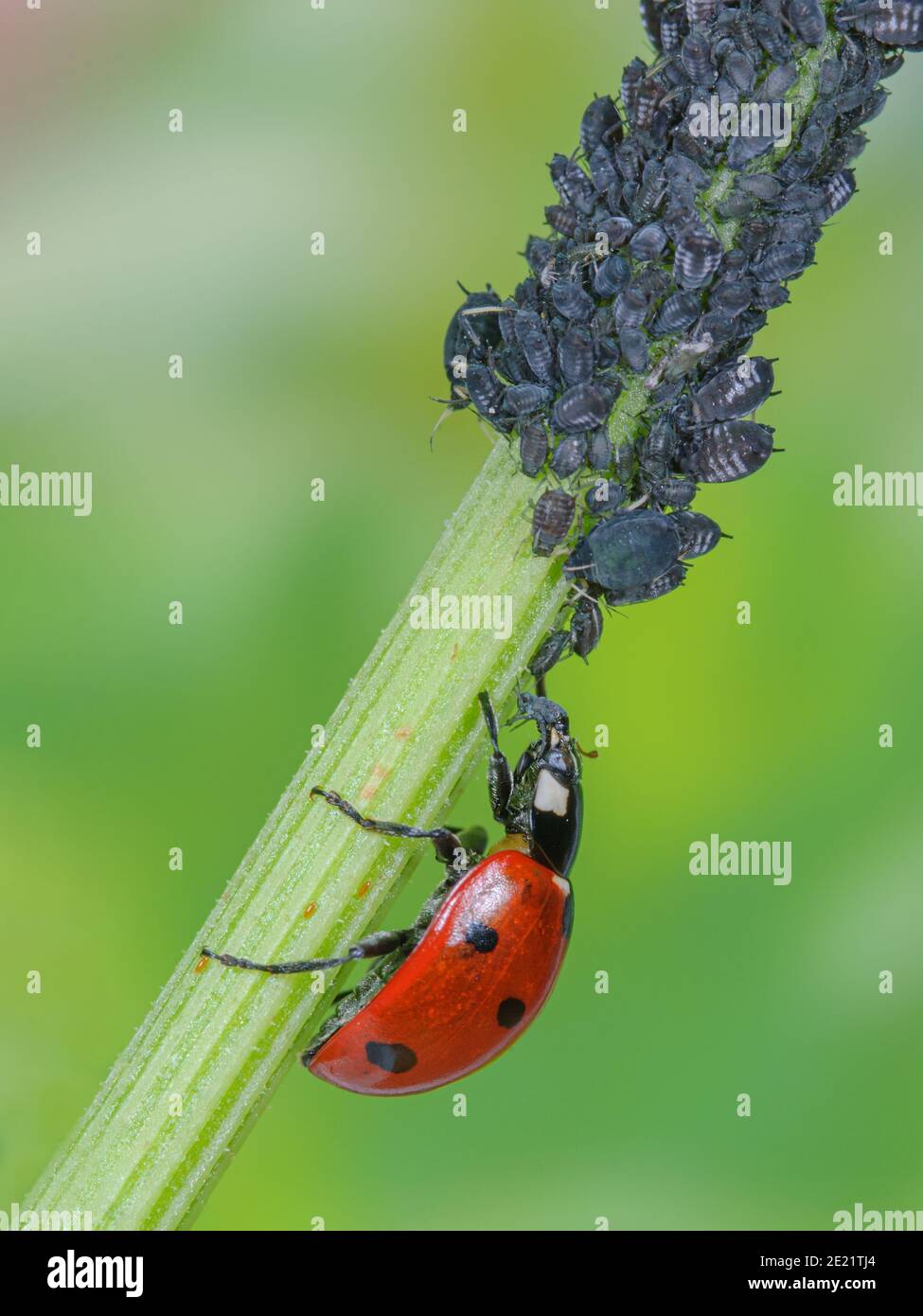 Ladybird mangia gli afidi, Marienkäfer frisst Blattlaus, Siebenpunkt Marienkäfer tötet Blattlaus, Käfer frisst Schädling Foto Stock