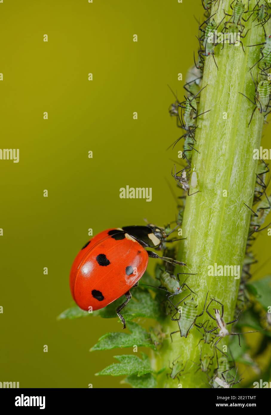 Ladybird mangia gli afidi, controllo biologico dei parassiti con animali benefici Foto Stock