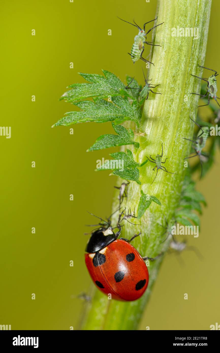 Ladybird mangia afide Foto Stock