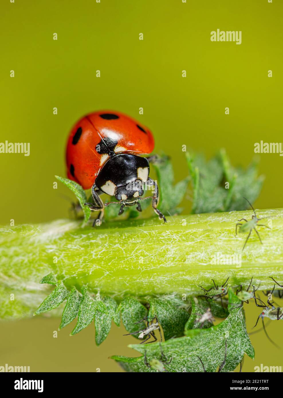 Ladybird mangia afide Foto Stock