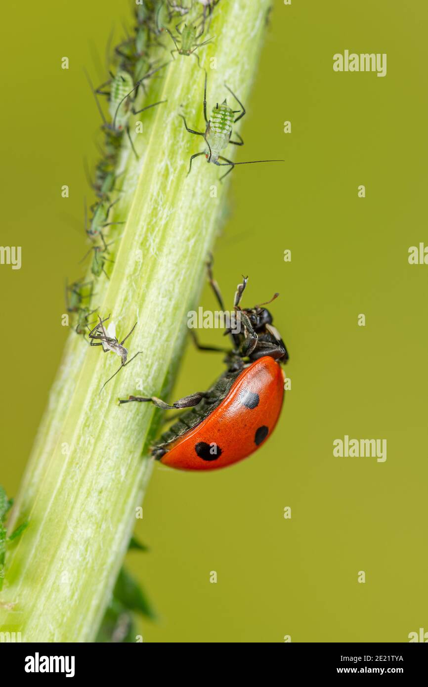 Ladybird mangia afide Foto Stock