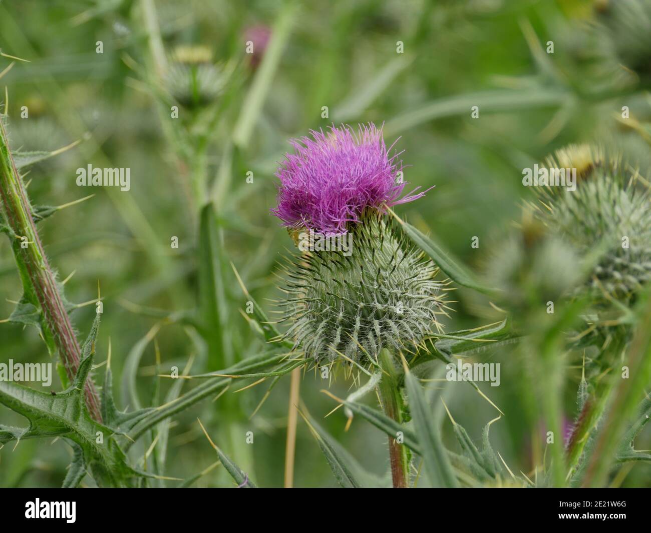 Fiore spinoso dell'Onopordum acanthium primo piano Foto Stock