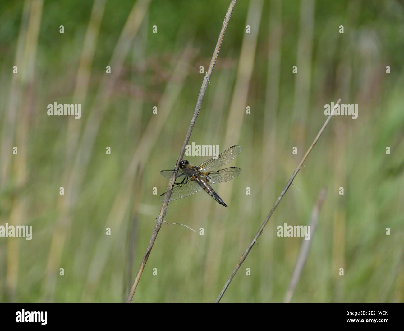 grande libellula con ali trasparenti che brillano al sole Foto Stock