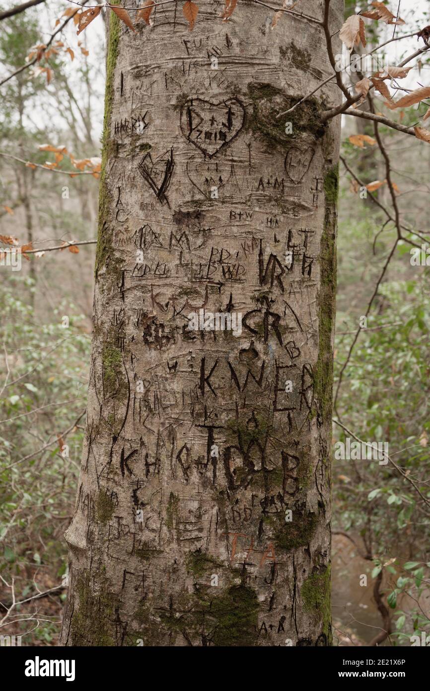 Iniziali scolpite nell'albero Foto Stock