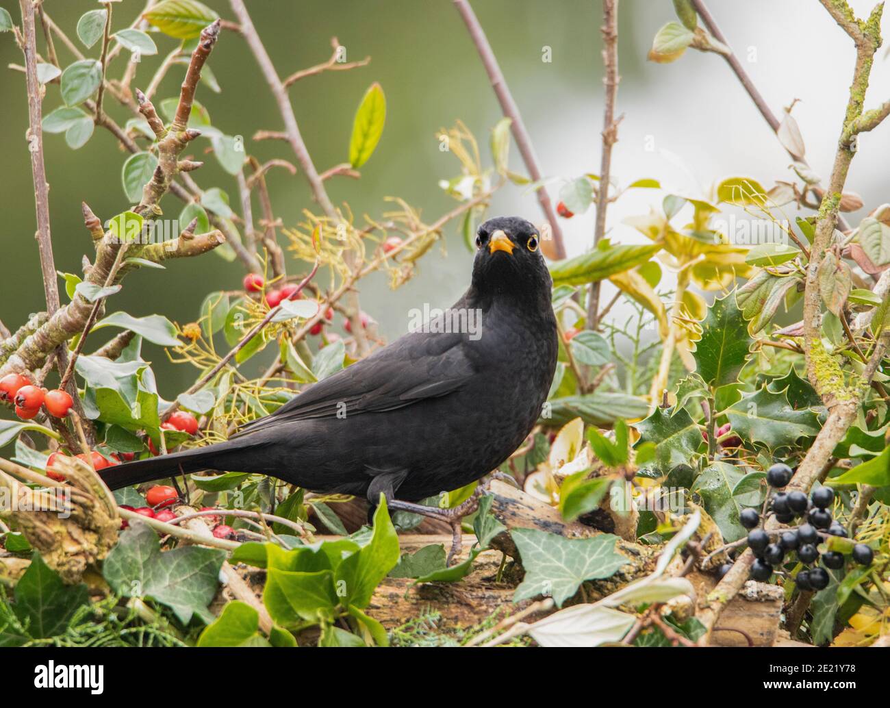 Blackbird, Turdidae, arroccato su una filiale in un giardino britannico, gennaio 2021 Foto Stock