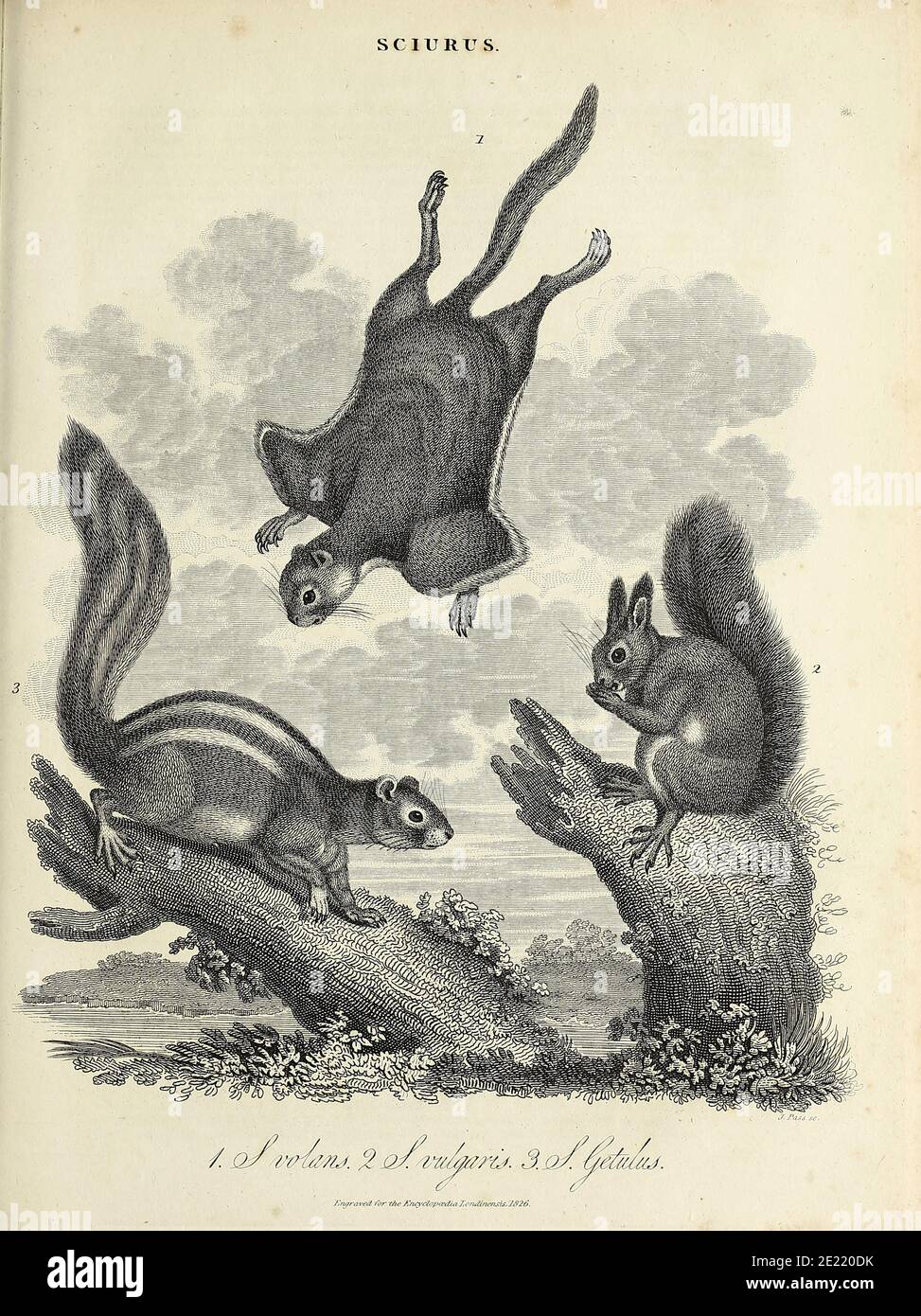 Sciurus [scoiattoli con coda di bushy] incisione su Copperplate dall'Enciclopedia Londinensis OR, dizionario universale di arti, scienze e letteratura; Volume XXII; a cura di Wilkes, John. Pubblicato a Londra nel 1827 Foto Stock