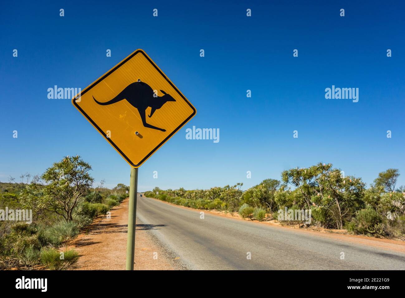 Segnale stradale Kangaroo sull'autostrada in Australia Occidentale, cartello stradale retroriflettente di classe 1, picto nero di un canguro su un terreno giallo a forma di diamante Foto Stock