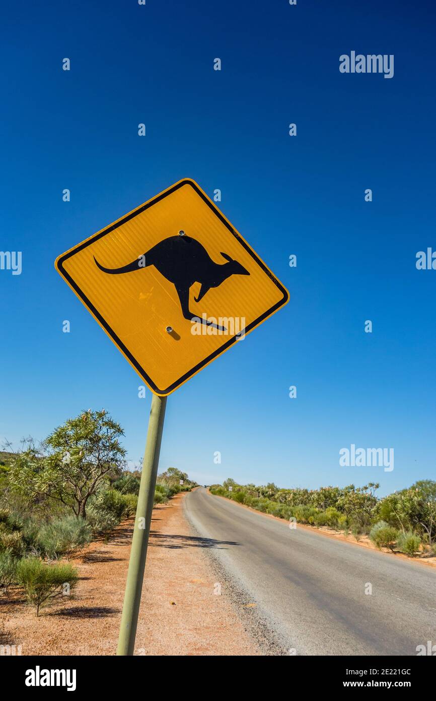 Segnale stradale Kangaroo sull'autostrada in Australia Occidentale, cartello stradale retroriflettente di classe 1, picto nero di un canguro su un terreno giallo a forma di diamante Foto Stock