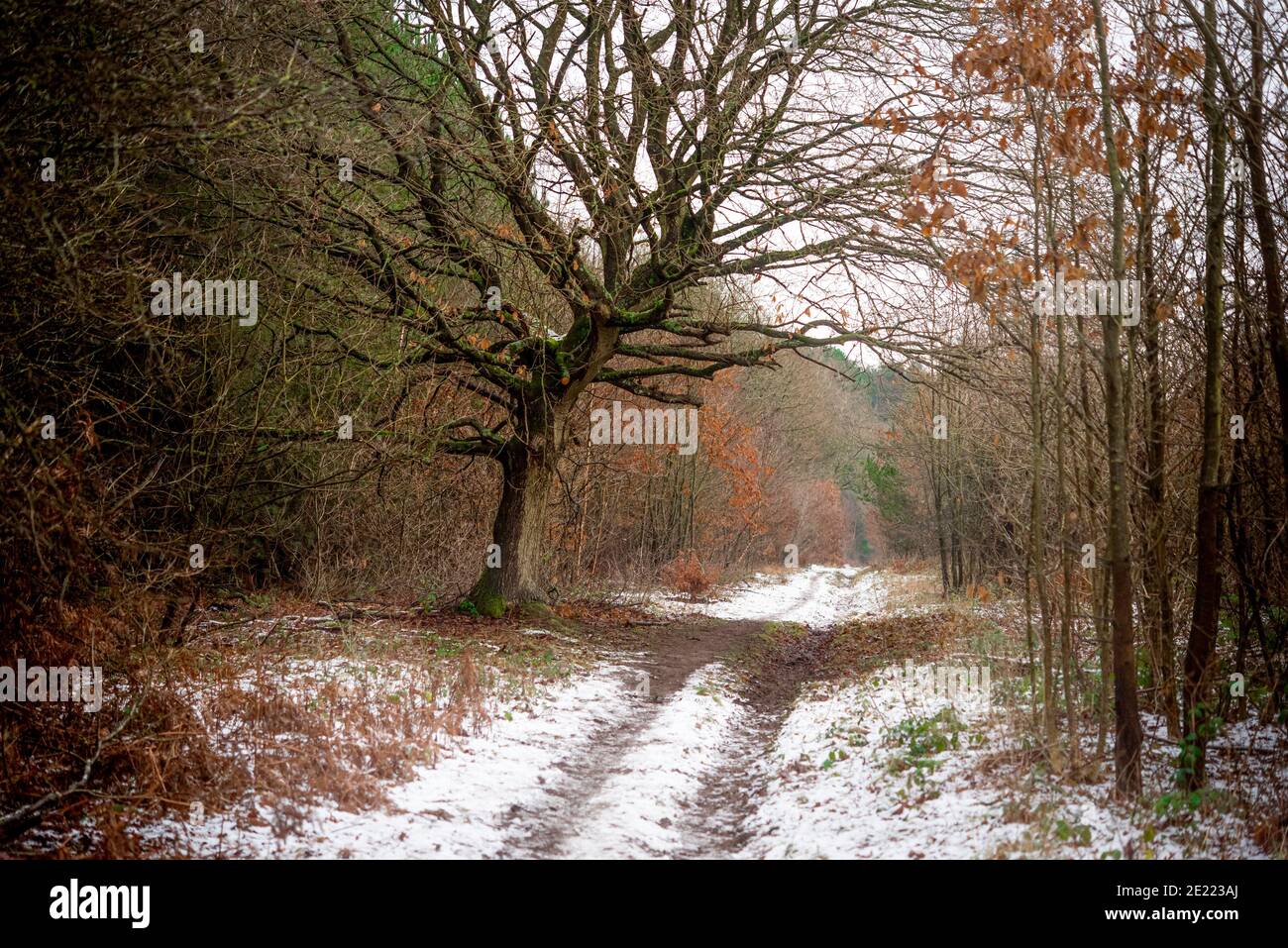 Paesaggio boschivo invernale con neve a terra e colori autunnali. Blidworth Woods Nottingham Inghilterra Regno Unito Foto Stock