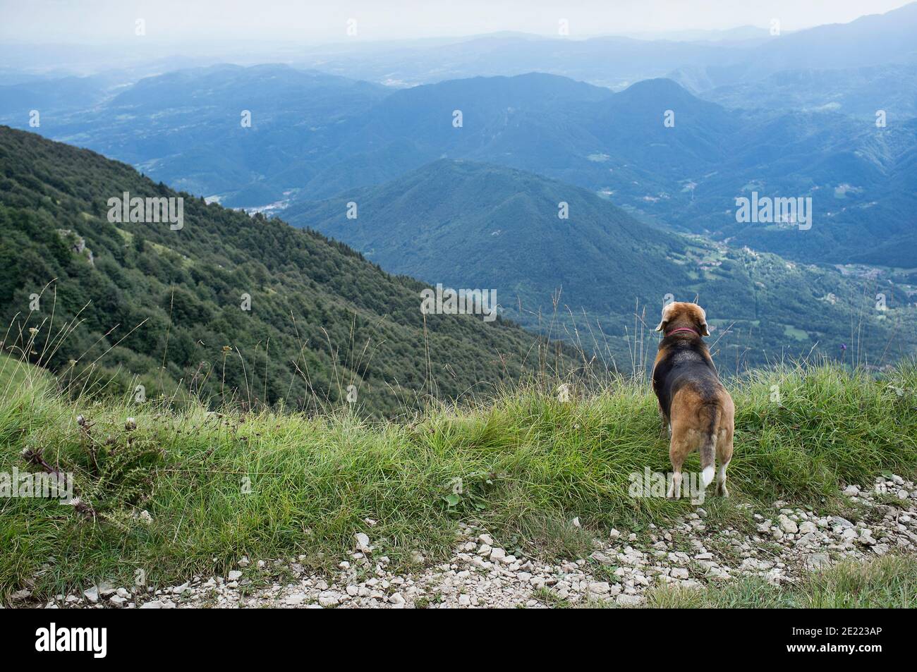 beagle cane sulla cima della collina sopra la valle di montagna, guardando le montagne vista panoramica Foto Stock