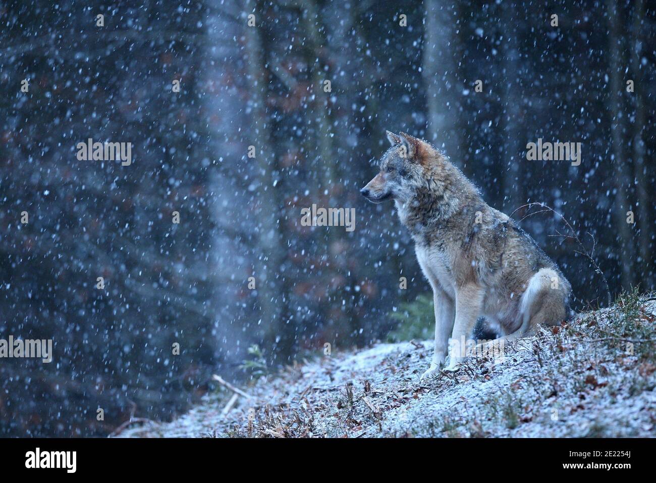 Lupo eurasiatico nella caduta di neve invernale Foto Stock