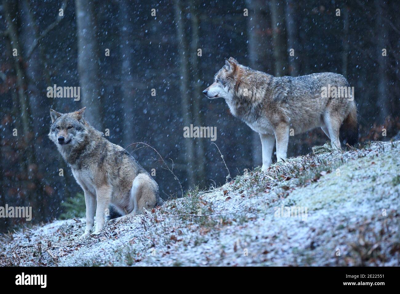 Lupo eurasiatico nella caduta di neve invernale Foto Stock