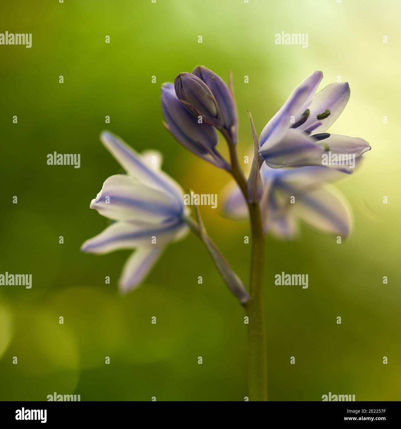 Bluebells in un bosco Somerset in Inghilterra, Foto Stock