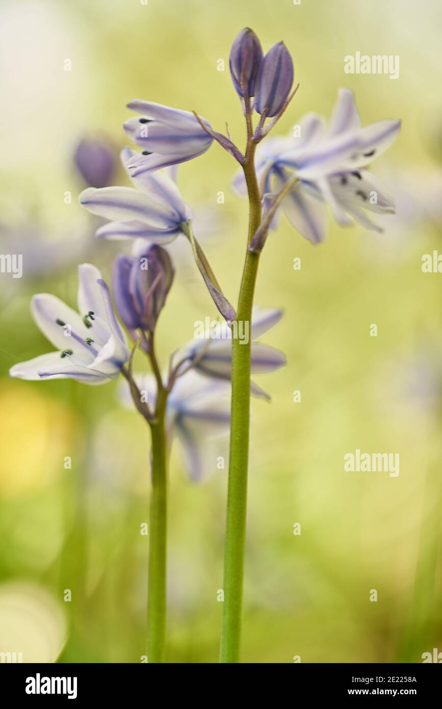 Bluebells in un bosco Somerset in Inghilterra, Foto Stock