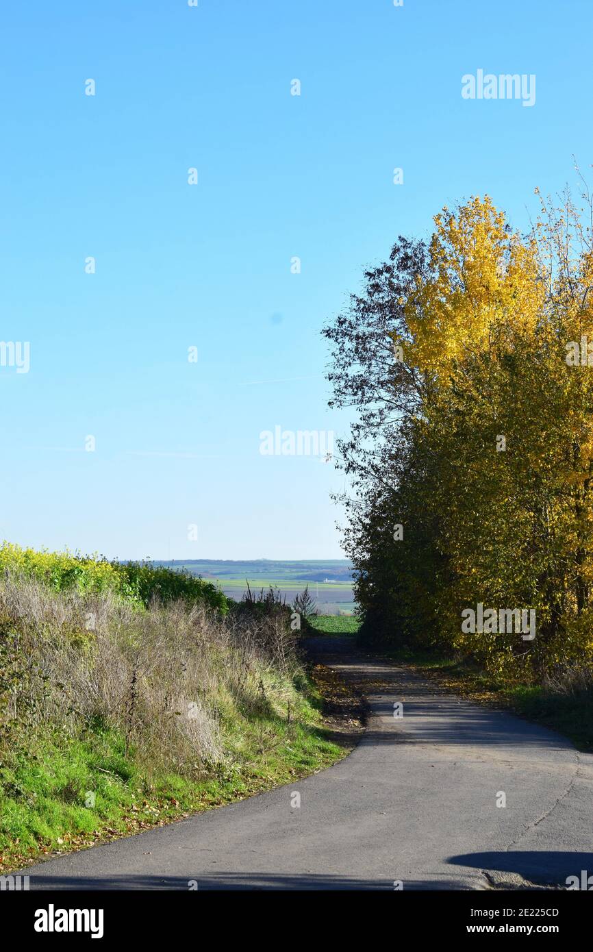 Campo giallo autunno e gli alberi in Eifel Foto Stock