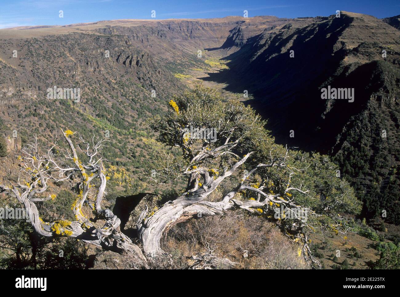 Big Indian Gorge, Steens Mountain National Back Country Byway, Steens Mountain Recreation Area, Oregon Foto Stock