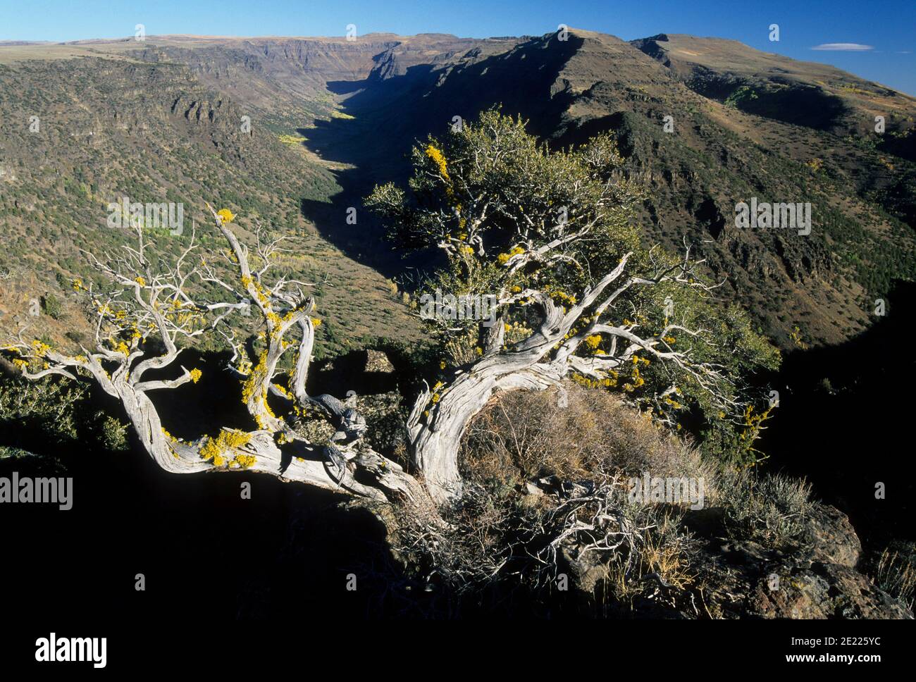 Big Indian Gorge, Steens Mountain National Back Country Byway, Steens Mountain Recreation Area, Oregon Foto Stock