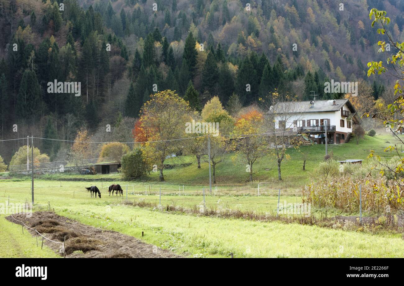 Paesaggio montano autunnale a Pesariis, sulle Alpi Carniche, Italia, con una casa bianca, il suo giardino e un prato con due cavalli da pascolo Foto Stock