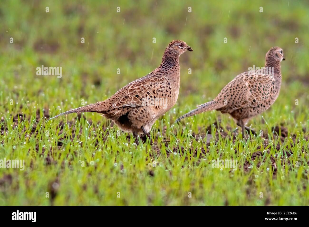 due femmine adulte che foraggiano su un prato in erba autunno Foto Stock