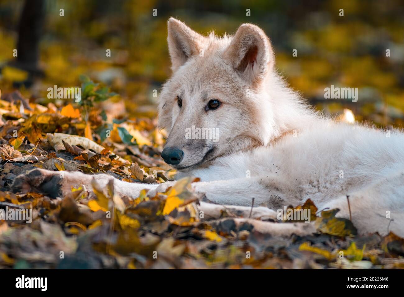 Un lupo polare artico bianco nello Zoo Koethen Sassonia Anhalt Germania Foto Stock